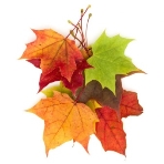 Барвисте осіннє листя кленів. — дизайн, сезонний - Stock Photo | #168469376